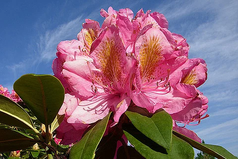 Dentam Rhododendron Festival in Sikkim