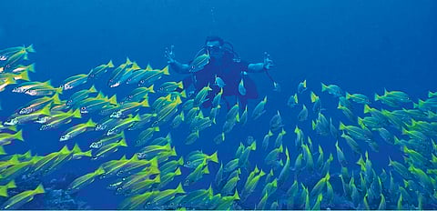 Indonesia Diving at the Komodo National Park