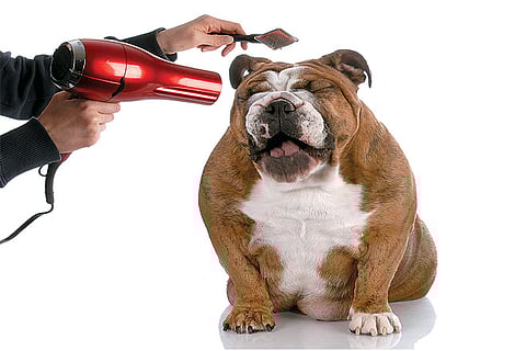 Hotel package for pets at Brazilian Court Hotel in Florida
