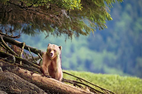 Canada Grizzlies on their home turf