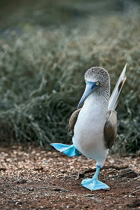 Ecuador The amazing wildlife of the Galapagos Islands
