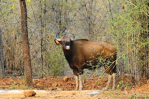 Quick Guide Radhanagari Wildlife Sanctuary, Maharashtra