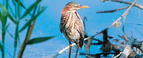 A juvenile heron, a freshwater bird, perched atop a branch at the Harike Bird Sanctuary