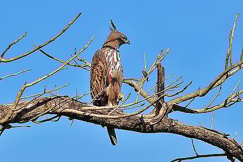 Best places for birdwatching in India