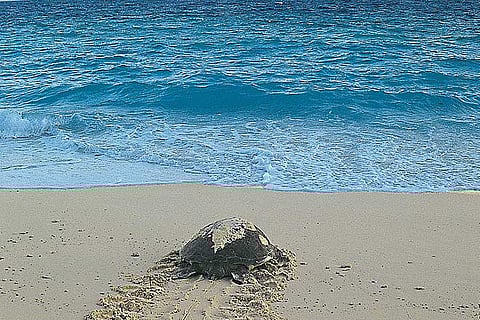 South Sentinel and its denizens The Andamans