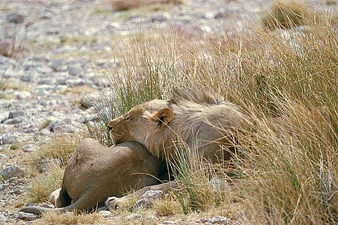 Wild Africa