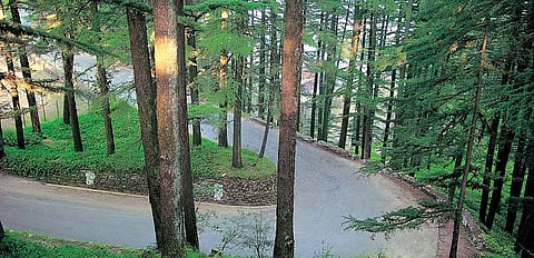 Walk among pine forests in Chail