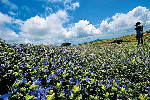 Quick Guide Kaas Plateau, Maharashtra