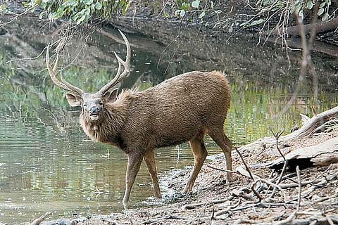 Quick Guide Ranthambore National Park, Rajasthan