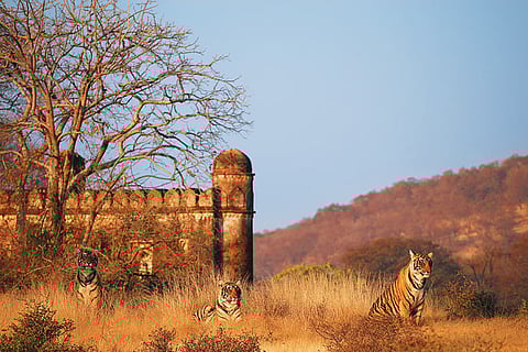 Conservation TOFTigers Wildlife Tourism Awards 2016
