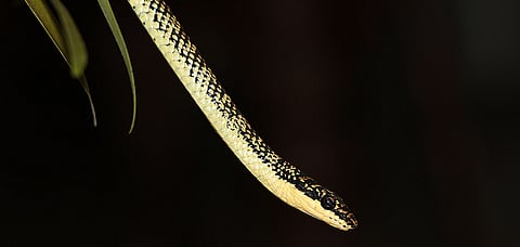 The Dang people believe that snakes can sense danger