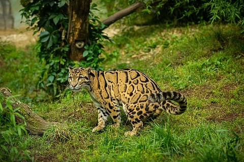 In Talle Wildlife Sanctuary lives the rare and elusive clouded leopard (Neofelis nebulosa)