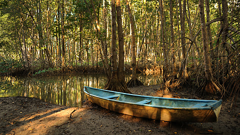 Mangrove walk India