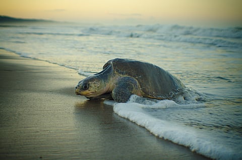 An Olive Ridley Sea Turtle. Photo Credit Shutterstock