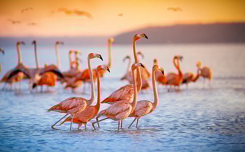 A group of Flamingos. Credits Shutterstock
