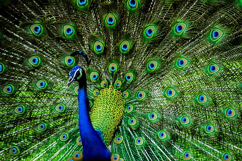 The national bird of India. Photo credit Shutterstock.com