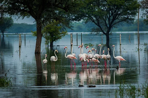 Greater flamingo flock in natural habitat at Keoladeo National Park, Bharatpur, India