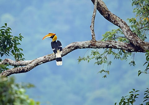 A pied hornbill on a perch
