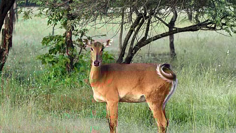 A female Nilgai (Blue bull) at Panna National Park
