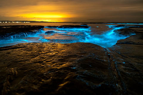 These bioluminescent beaches stand out as one of the most sought-after destinations