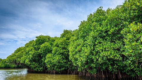 Pichavaram mangrove forest forms part of the larger Vellar-Coleroon estuarine complex in Tamil Nadu