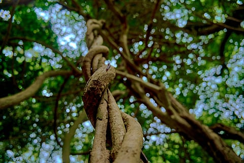 'Wherever Indigenous Peoples Live, Forests, Groves And Mangroves Are Respected'