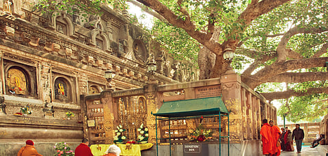 Bodhi Tree at the Mahabodhi Temple in Bodh Gaya