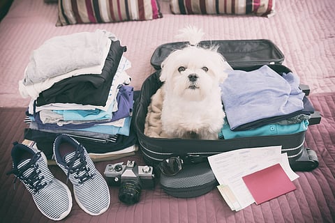 Travelling with pets is a unique experience