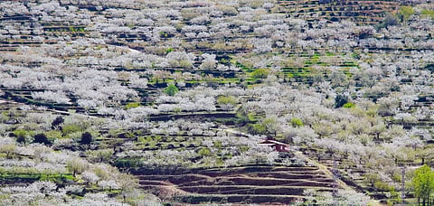 Cherry blossom in Jerte Valley