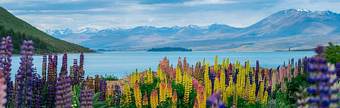 Summer in New Zealand. In the background is Lake Tekapo, with lupine flowers in the foreground. Credit www.shutterstock.com / Blue Planet Studio