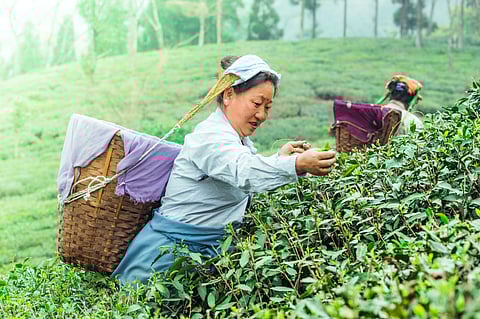 Tea pluckers in Darjeeling
