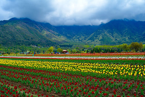 The Indira Gandhi Memorial Tulip Garden, Srinagar. Credit www.shutterstock.com / sakshijain