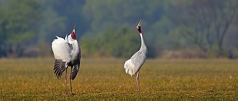 Lens Art by Rathika Ramasamy