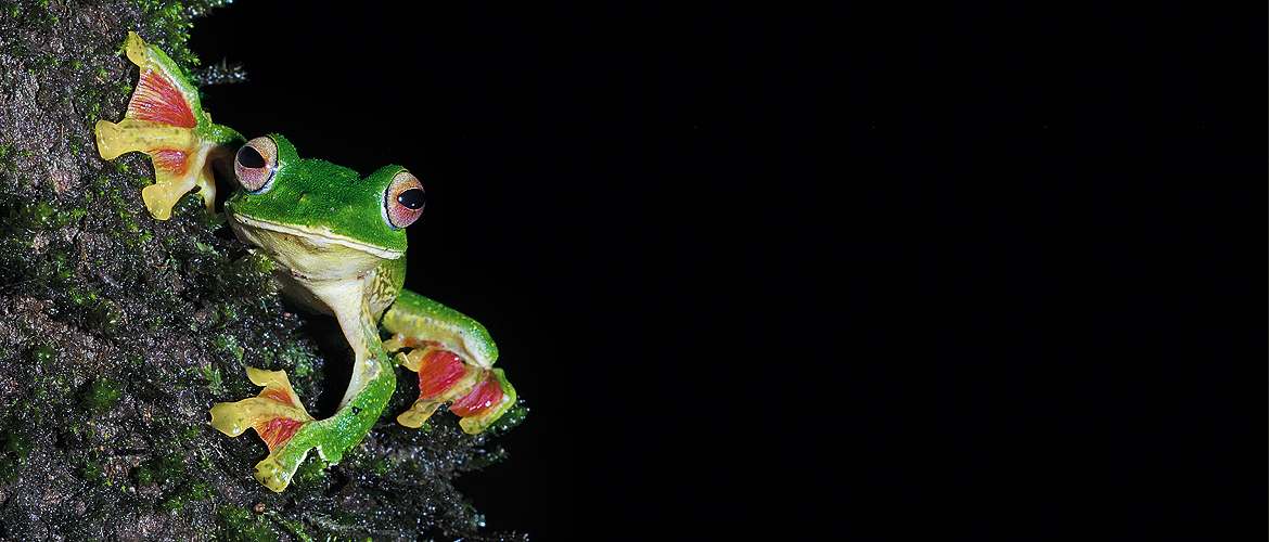 Maharashtra The Nocturnal World of Amboli