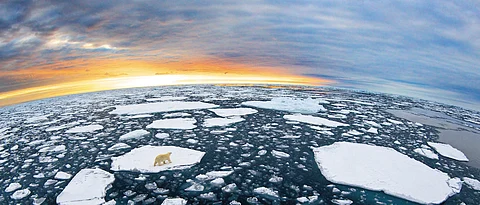 The Polar Bears of Svalbard