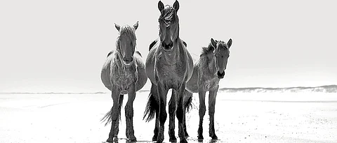 Wild Horses of Cumberland Island