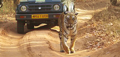 Spotty, the famous tigress of Bandhavgarh