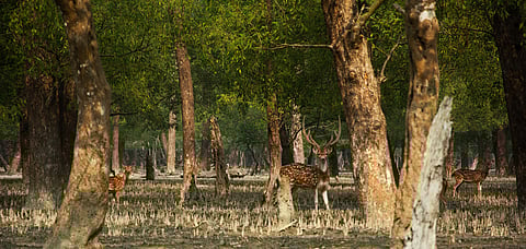 Spot extraordinary wildlife at the Sunderbans National Park