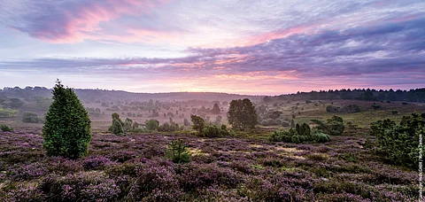 The spellbinding landscape of Lueneburger Heide during the sunset