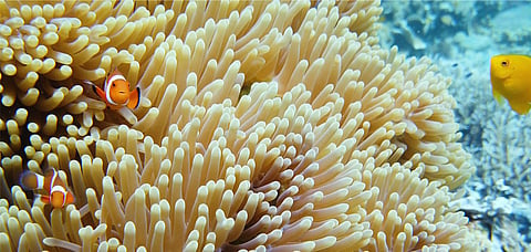 The clown fish and the sea anemone