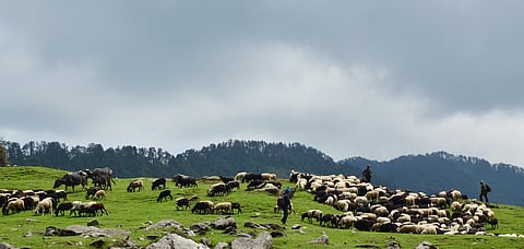 Shepherds guide their flock to safety as the sky takes a dramatic turn