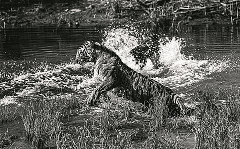 Ridhi and Sidhi cool off in the water