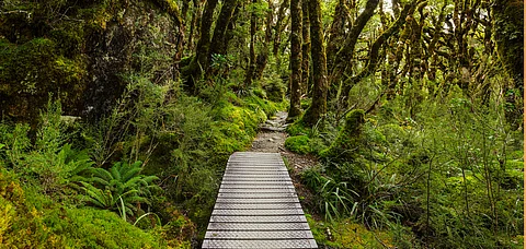 New Zealand's trails are the best way to explore the country