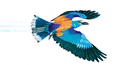 Take a peek into the colourful world of the migratory birds of India