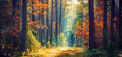 Forest looks pretty and fresh under the morning light