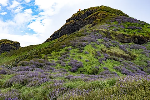 Kaas Plateau