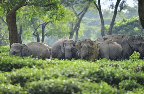 A herd of elephants seen inside a tea garden in Assam