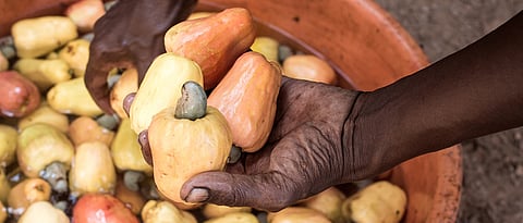 Goa Cashew Trail by Park Hyatt Goa Resort and Spa