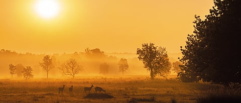 A herd of spotted deer at Kanha National Park