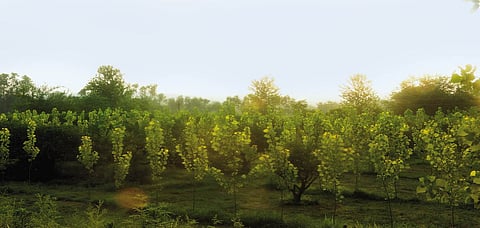 A citrus plantation is a sight for sore eyes